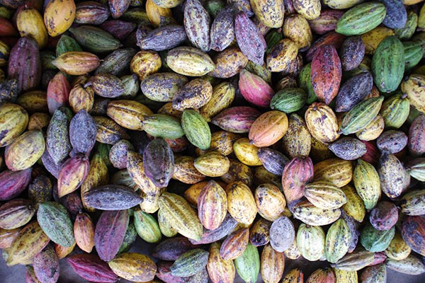 Cacao sẽ được Alluvia thu hoạch cẩn thận và tuyển chọn kỹ lưỡng nhằm đem đến cho khách hàng thành phẩm chất lượng nhất
