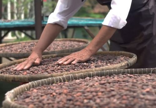 Sự quý giá của socola, cacao được phát hiện và tin dùng từ xưa