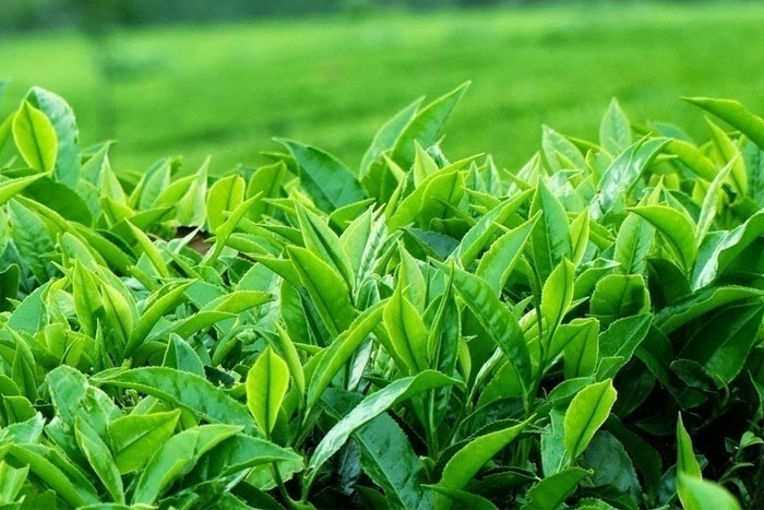 Đã có rất nhiều cuộc nghiên cứu cho thấy trà xanh rất có lợi cho sức khỏe