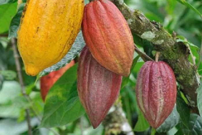 Cây cacao được trồng ở Chợ Gạo, Tiền Giang