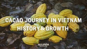 History of cacao in Vietnam