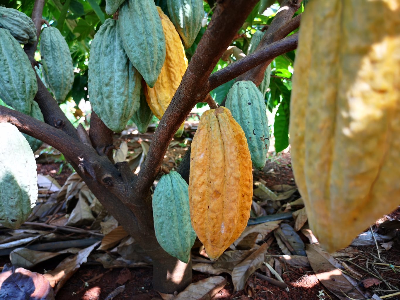 History of cacao in Vietnam