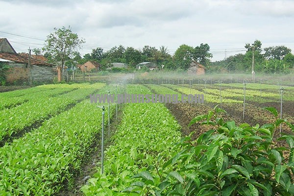 Phun sương Hoàng Hà dùng trong trồng rau ở  Quảng Nam