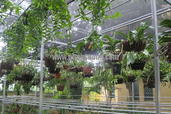 Phun sương Hawin được sử dụng cho vườn lan tại Lào Cai